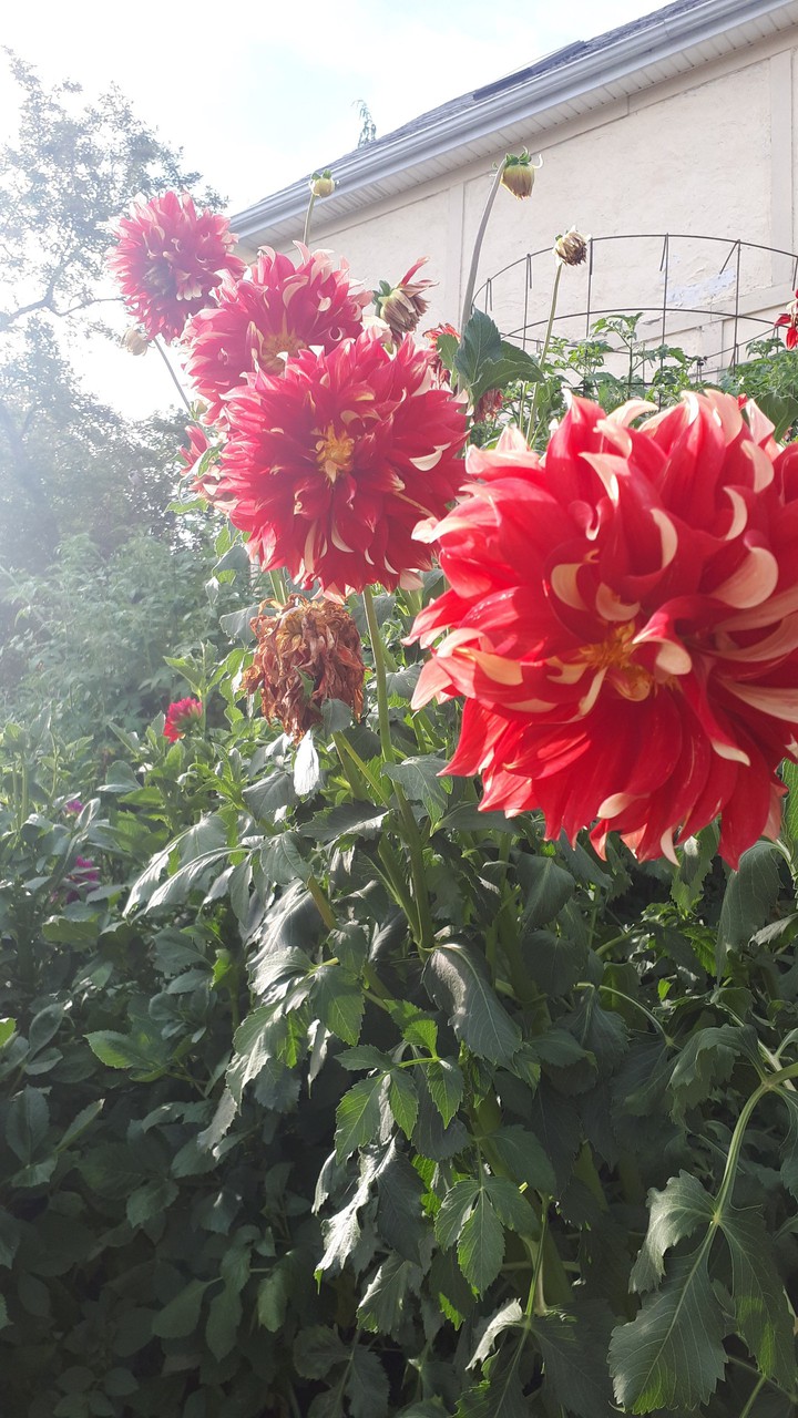 Dahlias!