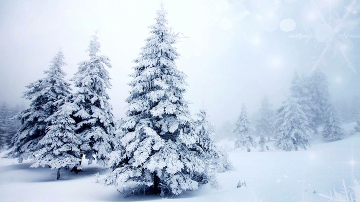 trees in snow