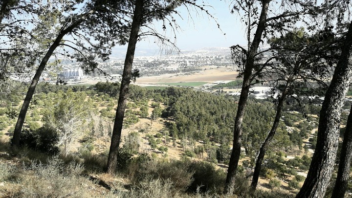 from forest