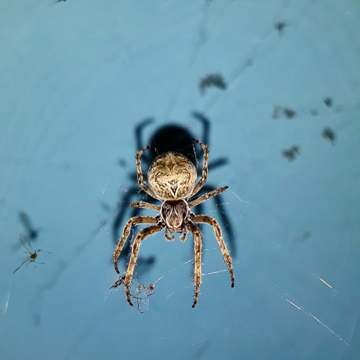 Spider