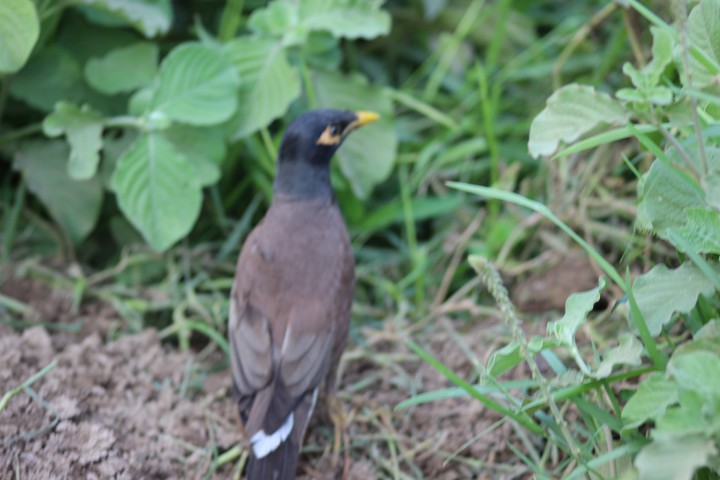 black Perot