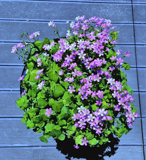 flower, wildflower वॉलपेपर