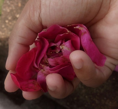 petal, nail háttérképek