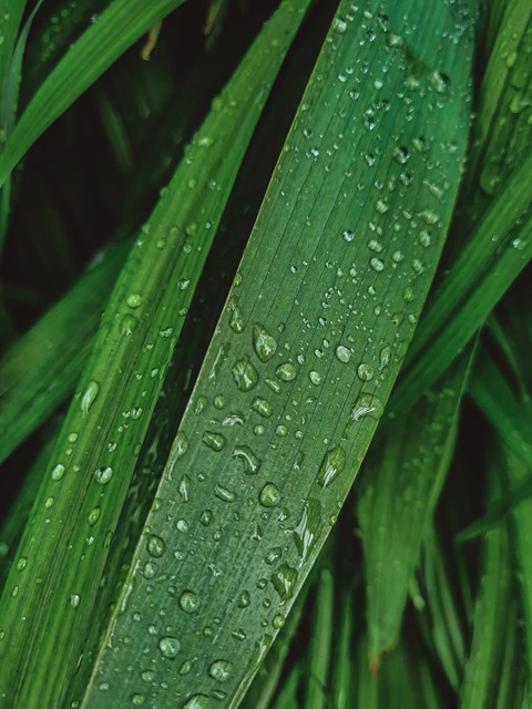 Drops