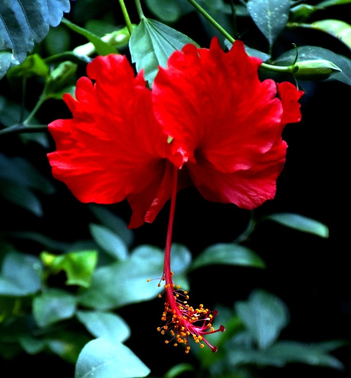 flower