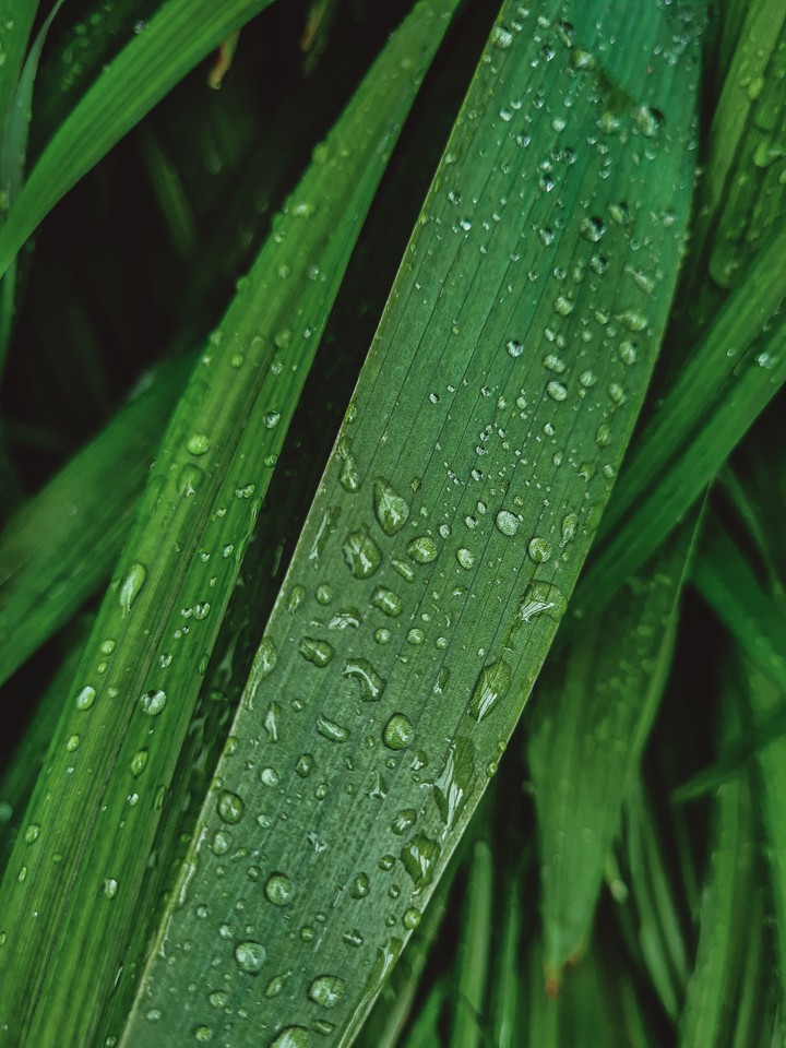 Drops