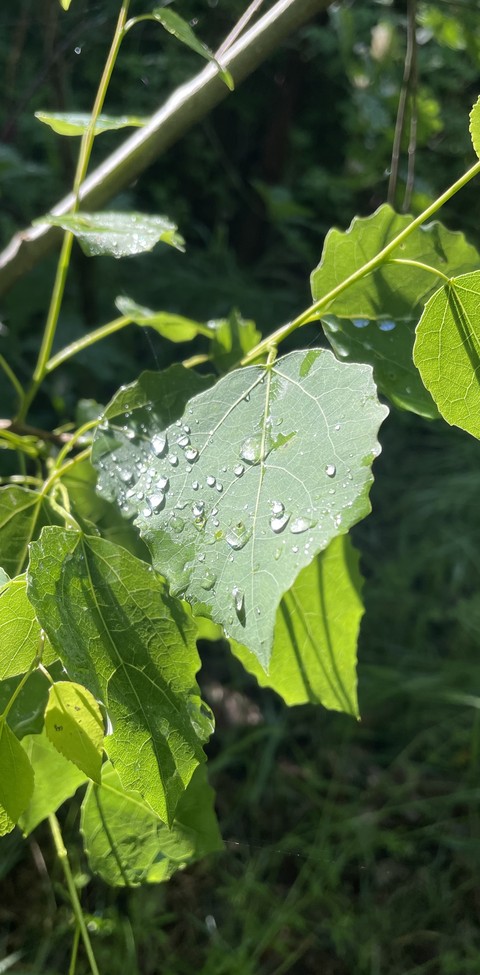 tapety twig, menispermaceae