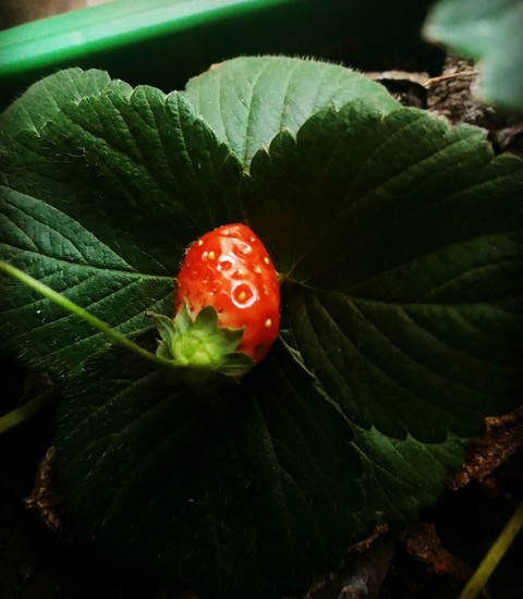 Morango
