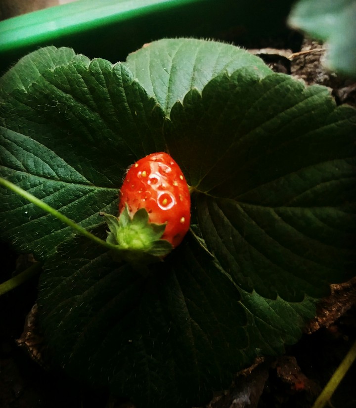 Morango