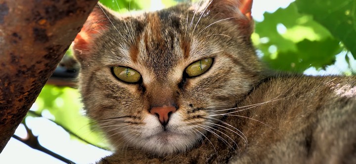 cat