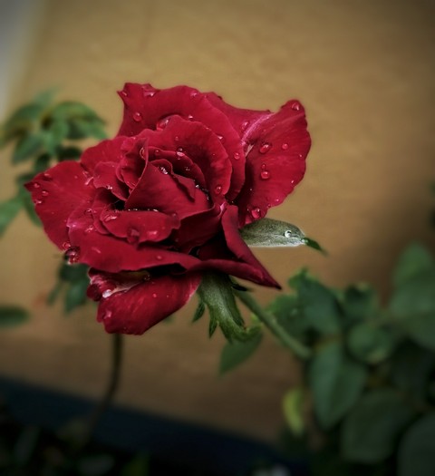 love like rose