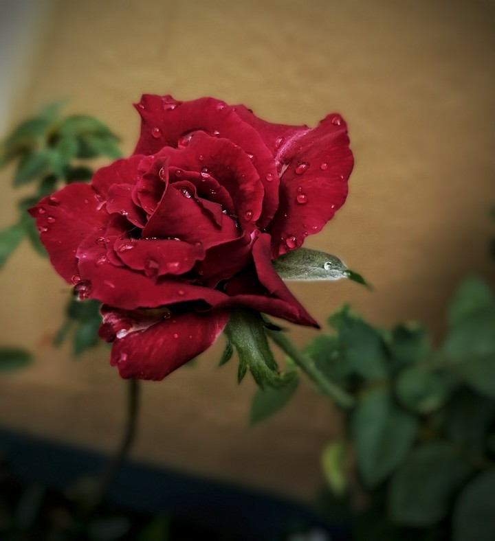 love like rose