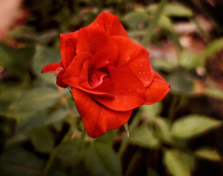 rose