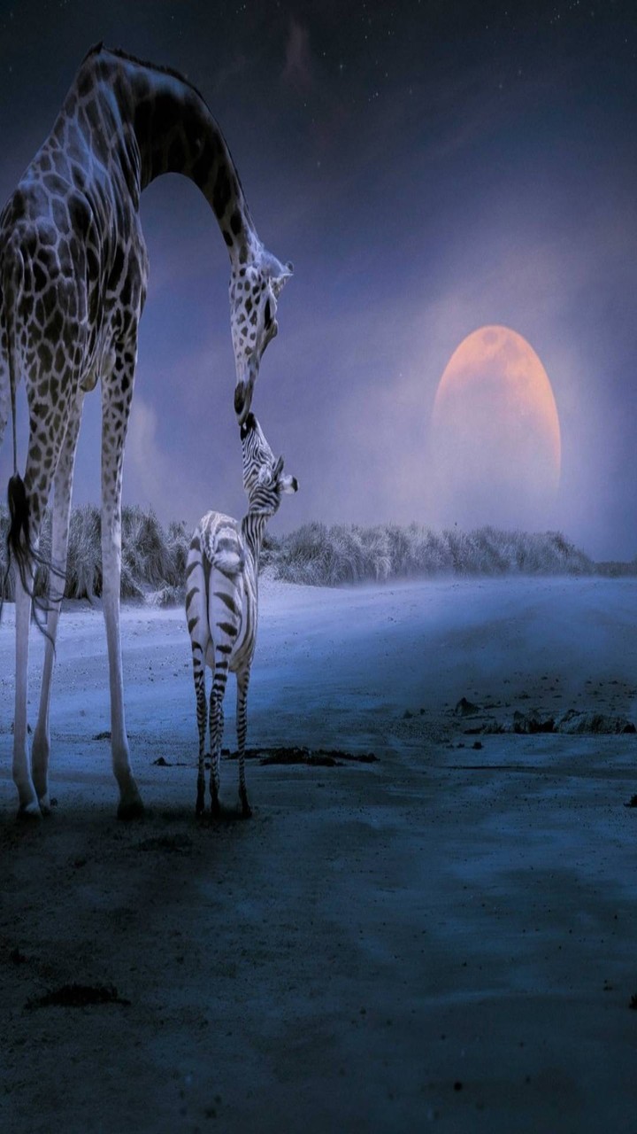 Giraf , Zebra & Moon