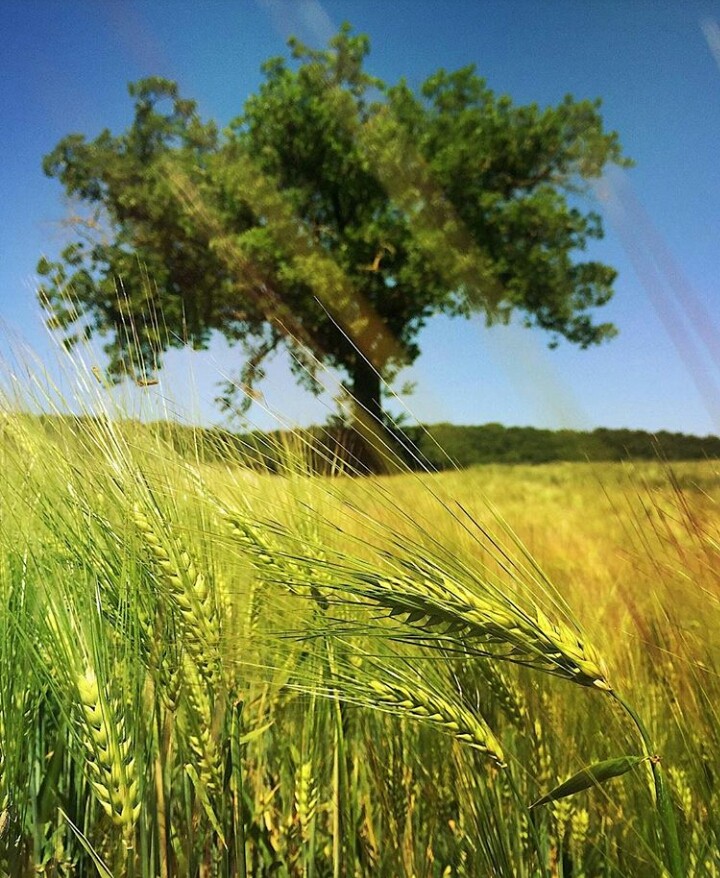 Oak