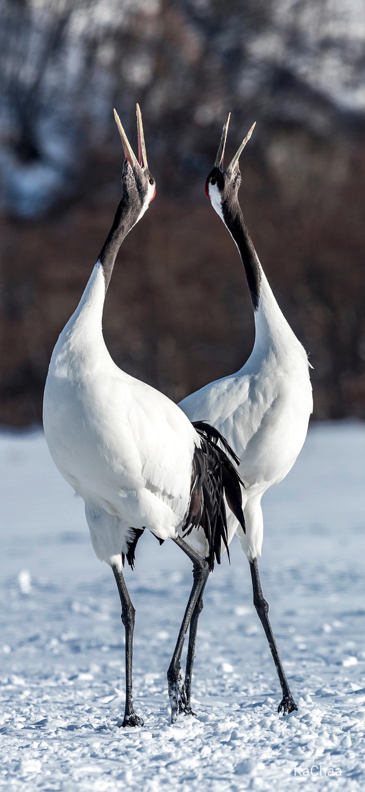 #bird