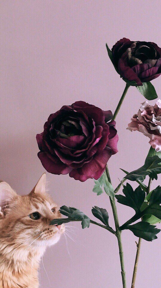 котт