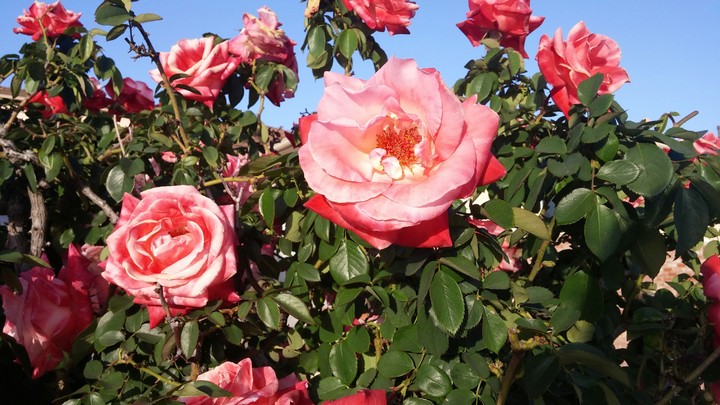Jeff's roses
