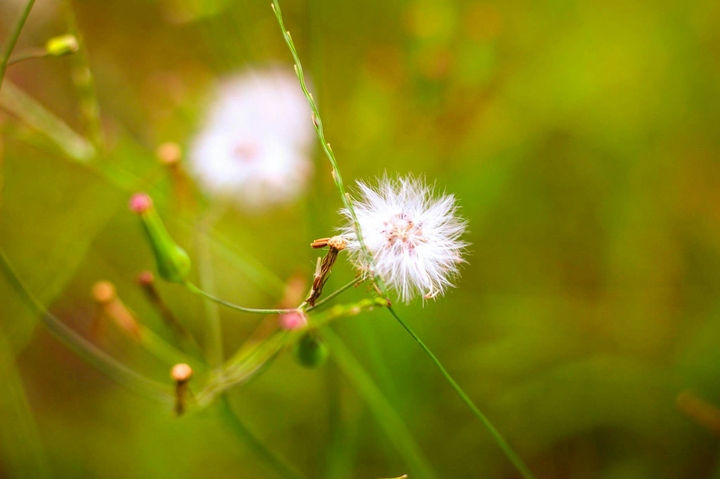 dandelion