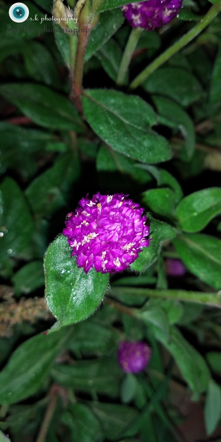 Cutty flower