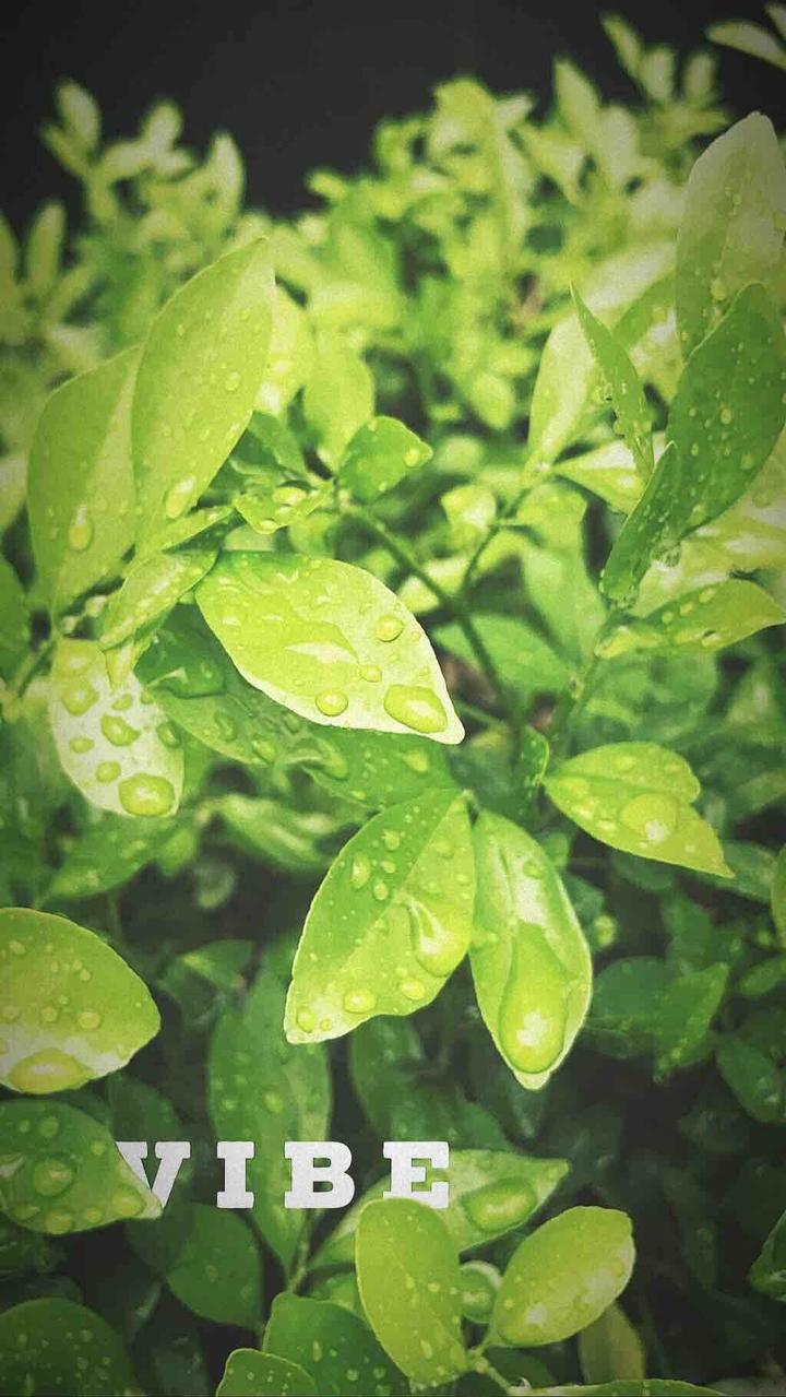 Monsoon Vibe