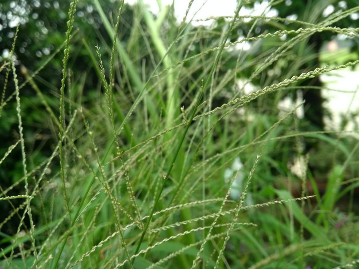 Grass macro