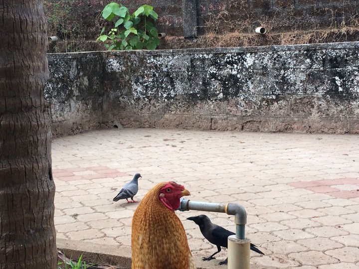 Birds