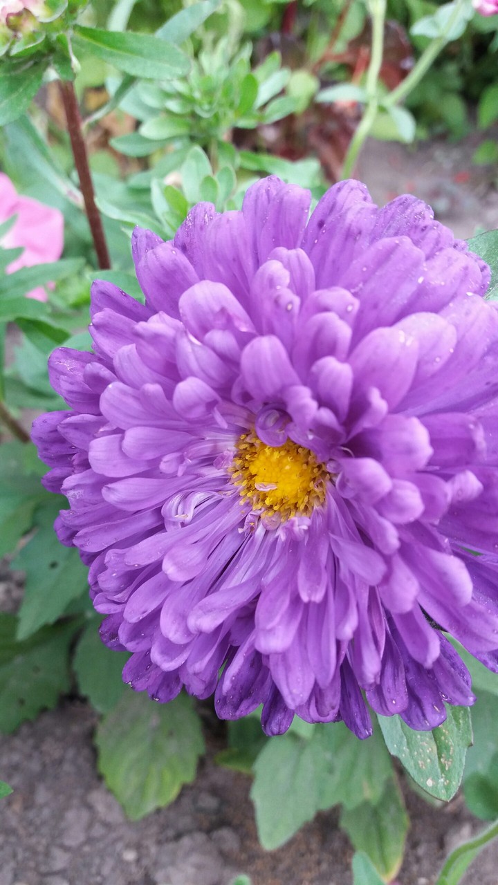 Asters