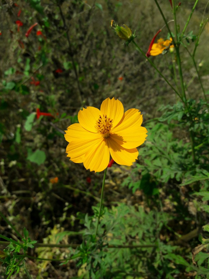 Nature/Flower photography