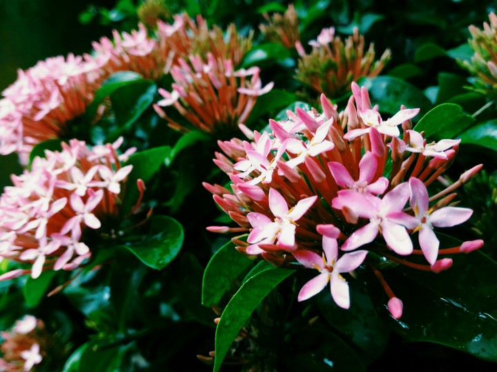 flowers