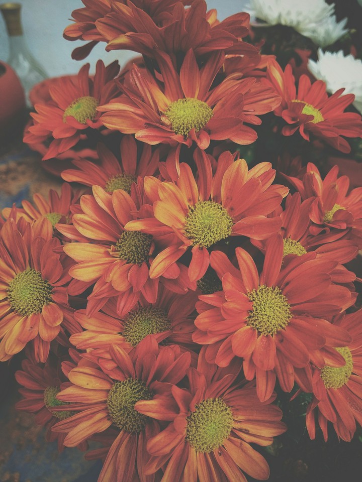 Flora