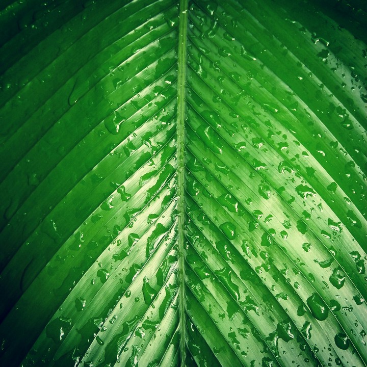 leaf