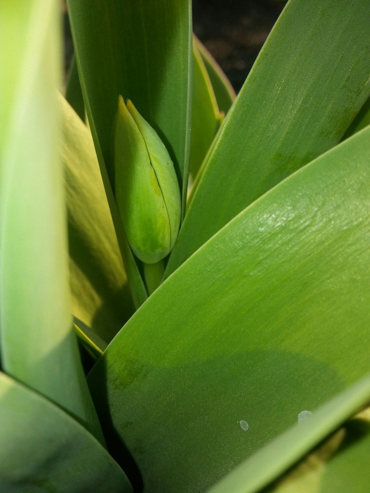 flower?