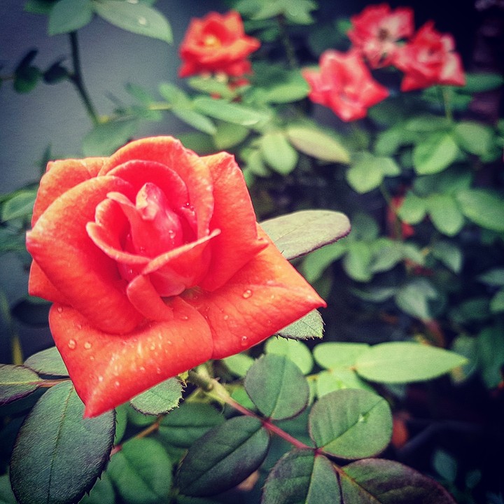 Little Red Roses