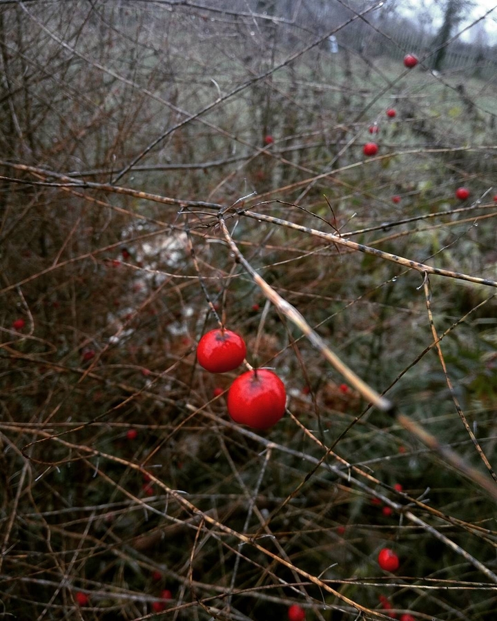 vegetation