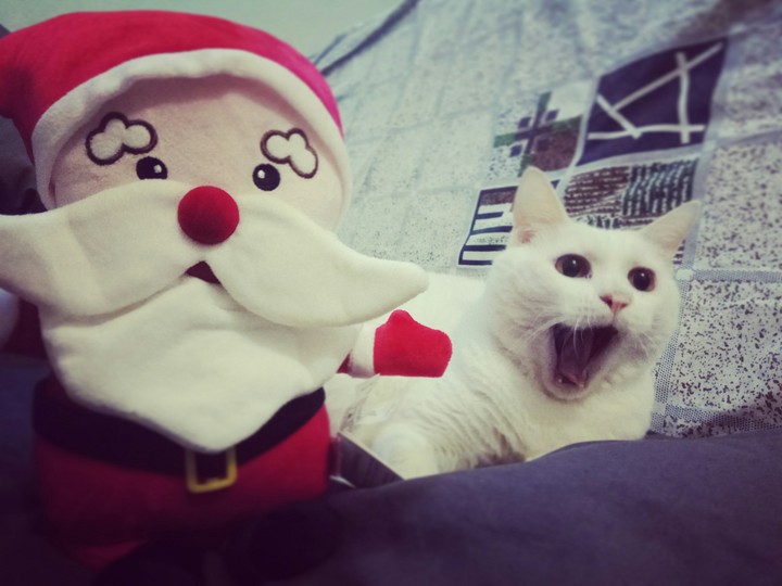 Meow rry christhmas