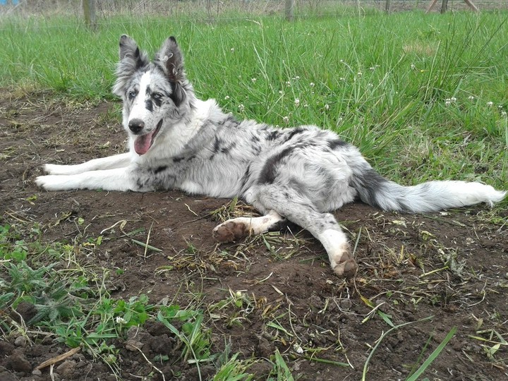 If It's Not A Broder Collie It's Just A Dog