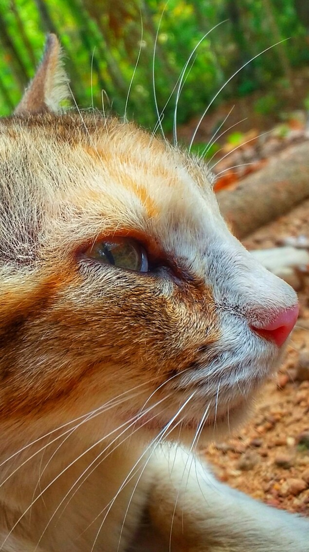 Mobile click  
Samsung E7