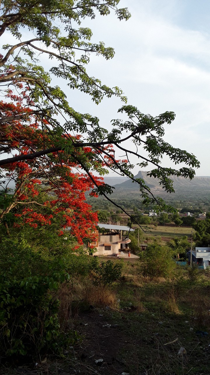 Summer evening and Blossoming Tree.