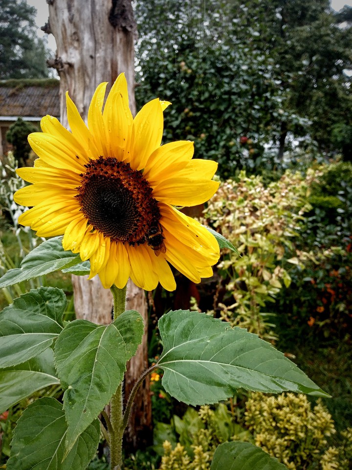 sunflower