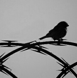 Always freedom