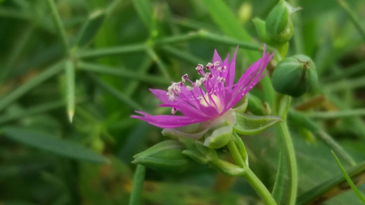 Pink in morning