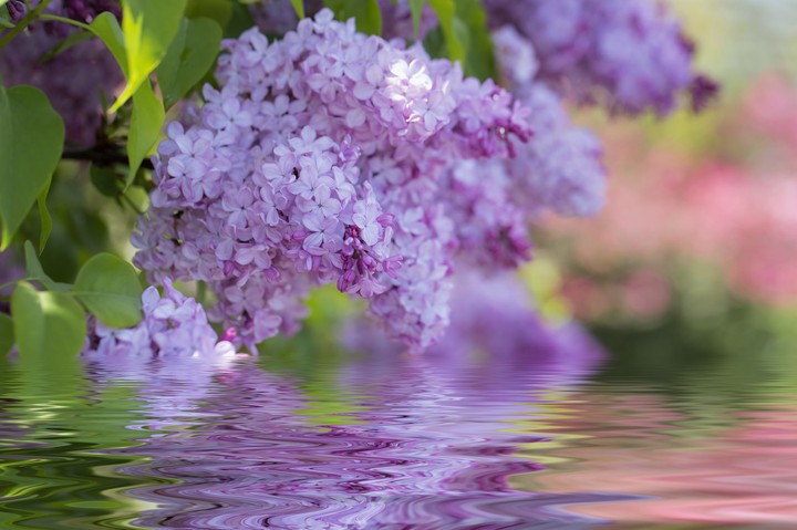 Flovers