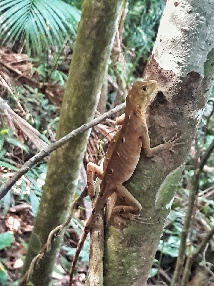 Lizard