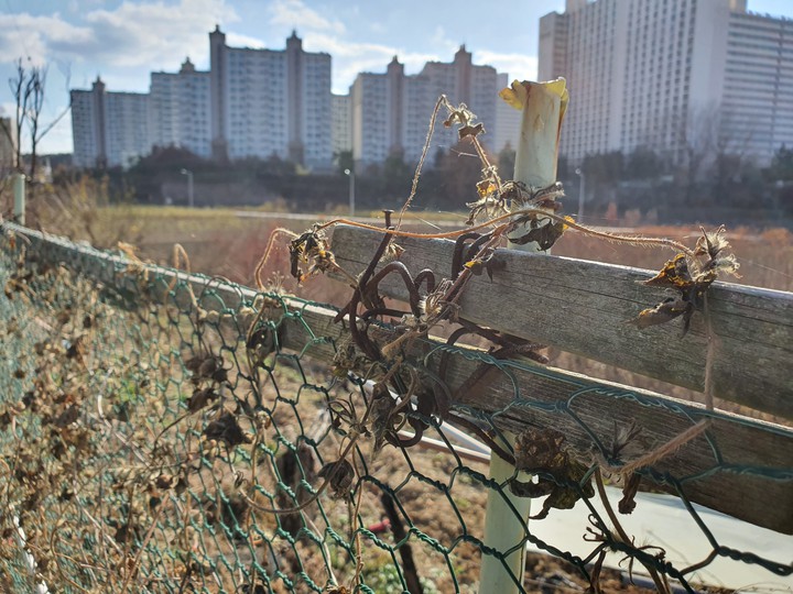Downtown in the Country