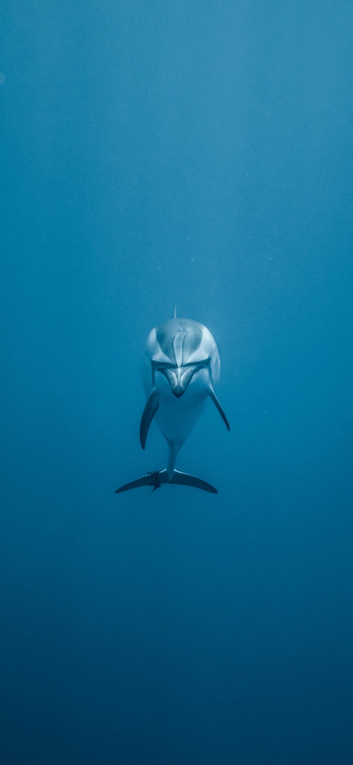 dolphin