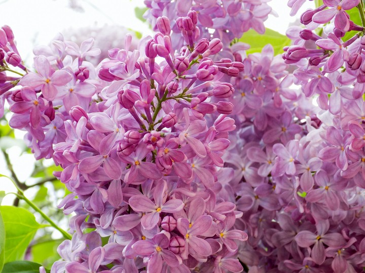 Lilac