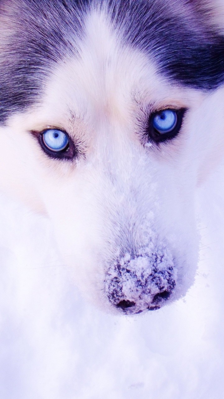 Dog♥