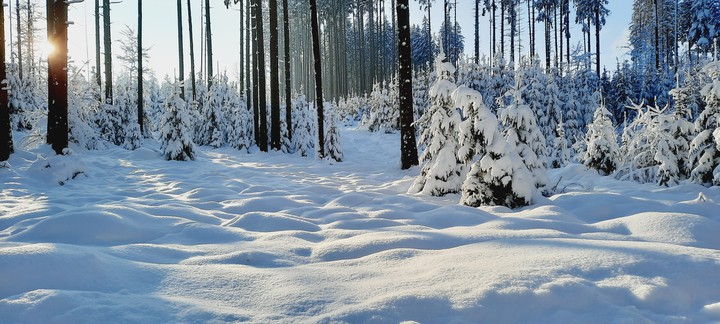 forest in Winterwonderland Allgäu