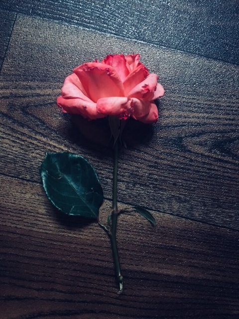 petal, flora桌布
